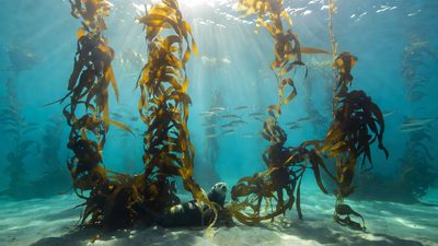 Pokémon Pokopia Expansion and Free Update Arrive Next Week, Unlocking Underwater Gameplay